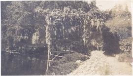 Floating wisteria arbour in bloom, Japanese garden