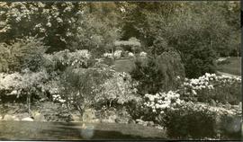 Japanese garden in bloom, Hatley Park