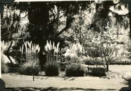 Hatley Park Japanese Garden with pampas grass