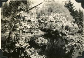 cherry trees and bridge in Japanese garden, Hatley Park