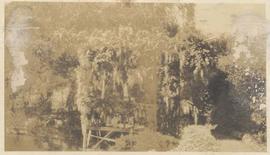 Floating wisteria arbour in bloom, Japanese garden