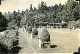 Hatley Park, terrace lawn from east