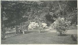 Wisteria arbour, Japanese garden