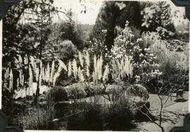 Hatley Park Japanese Garden with pampas grass