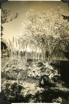 Garden with pampas grass, Hatley Park