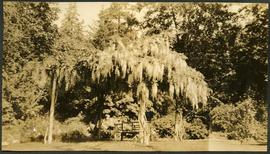 Wisteria arbour in Japanese garden, Hatley Park