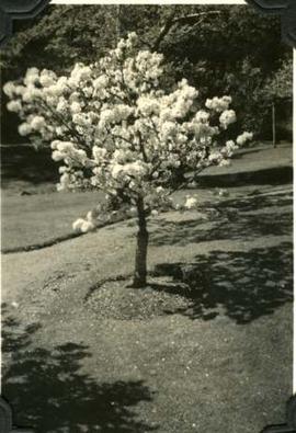 Japanese Garden cherry blossom, Hatley Park