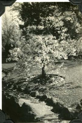 Japanese Garden cherry blossom, Hatley Park