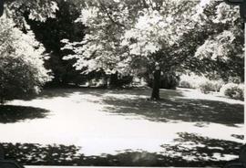 cherry trees in Japanese Garden at Hatley Park