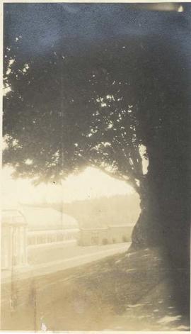 Large tree and sunset over conservatory, Hatley Park