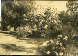 Garden path, Hatley Park